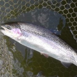 大安トラウトレイク 釣果